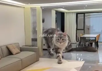 爱鼓捣的邢志磊,给宠物造豪宅