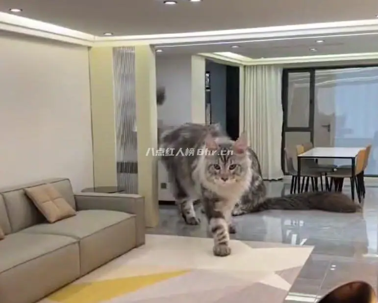 爱鼓捣的邢志磊,给宠物造豪宅