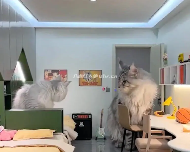 爱鼓捣的邢志磊,给宠物造豪宅