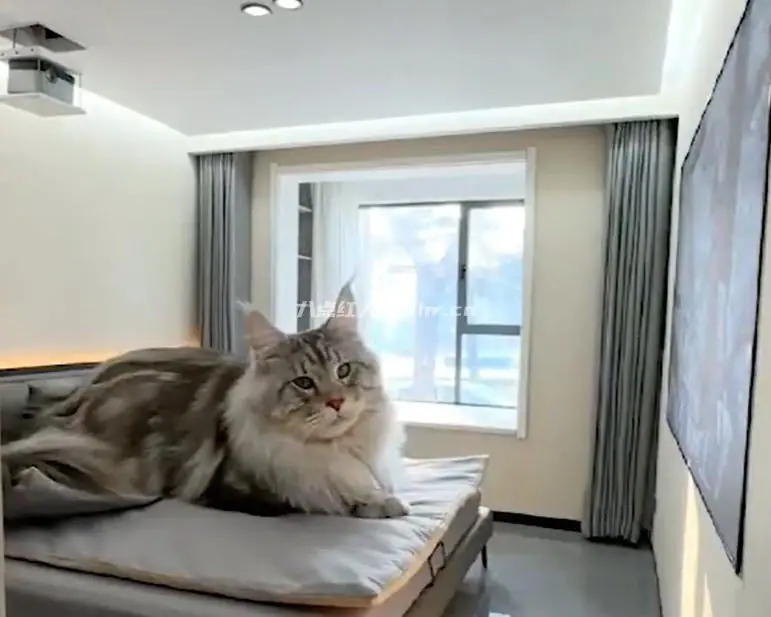 爱鼓捣的邢志磊,给宠物造豪宅