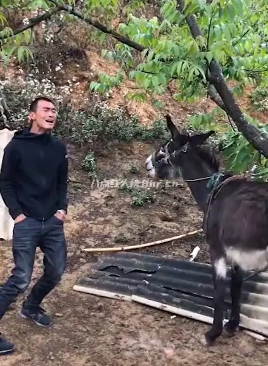 小伙靠学驴叫涨粉百万