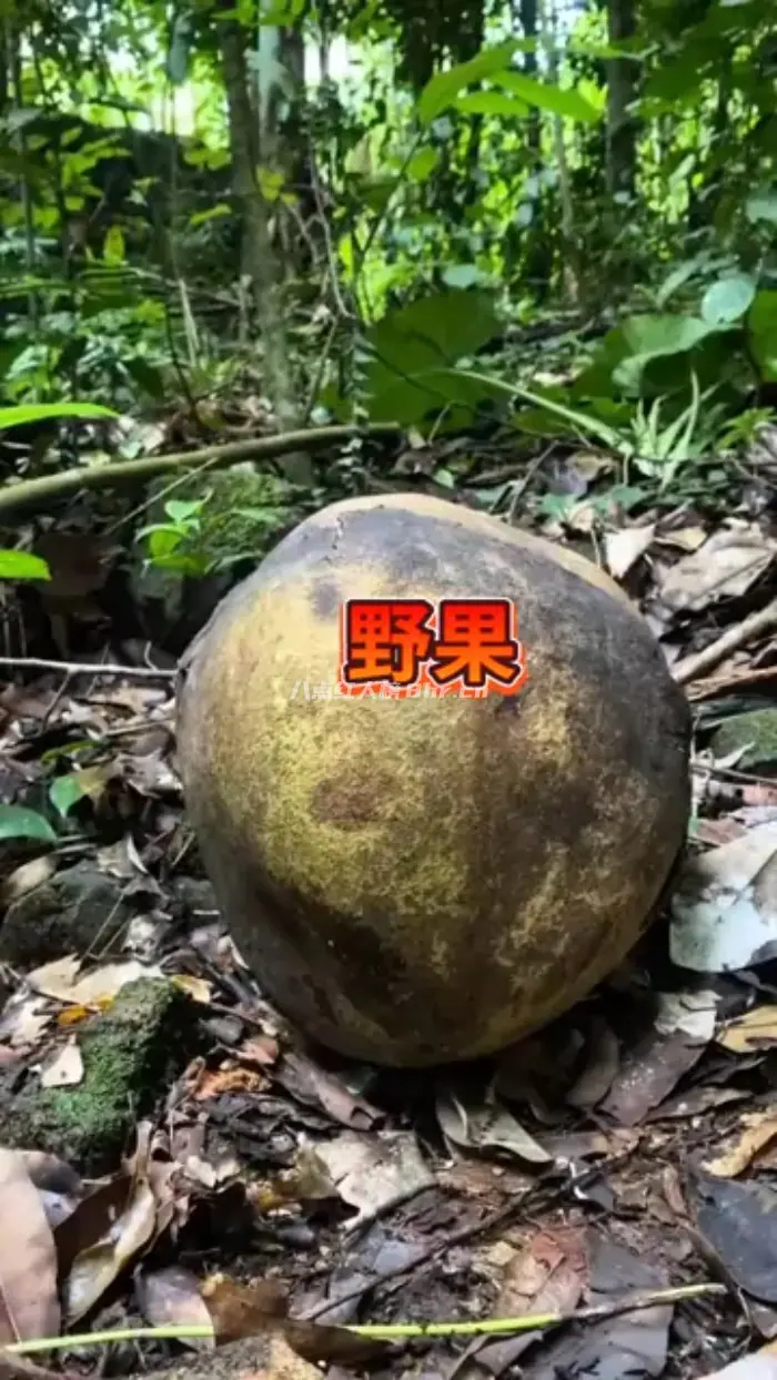 小瑜家鲜果