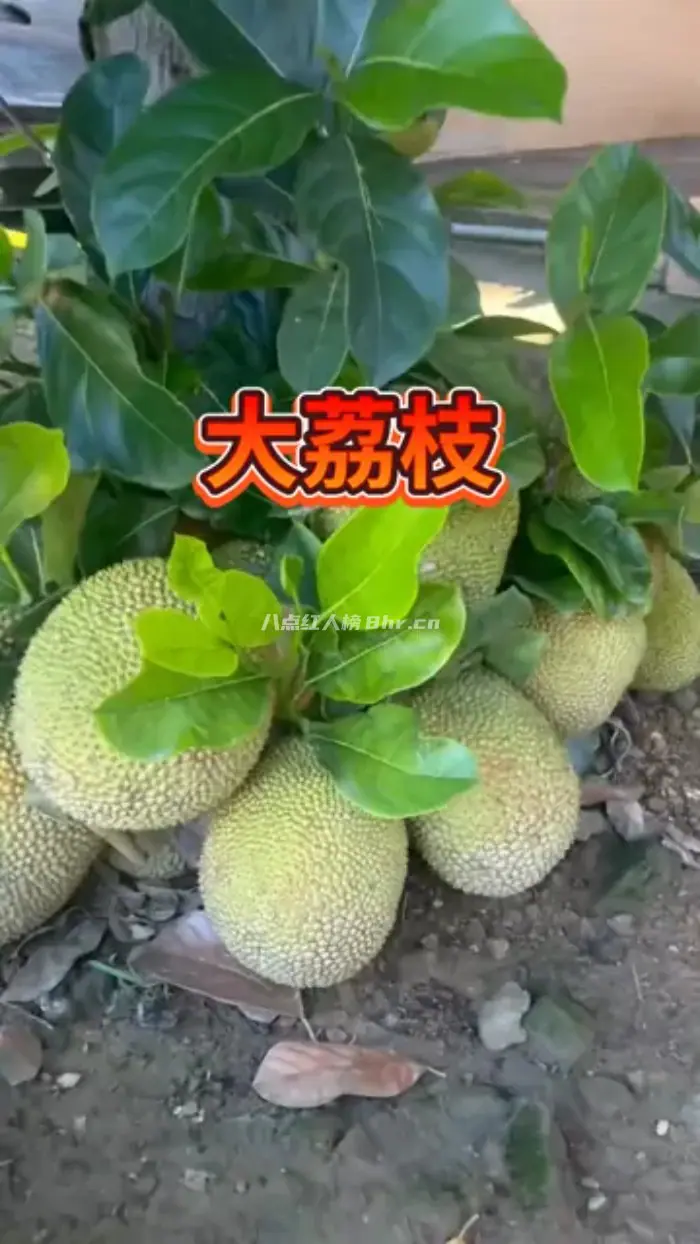 小瑜家鲜果