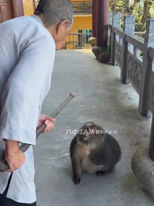 冯椿作品《独臂猴星星欺负路过的香客》