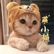 萌小猫