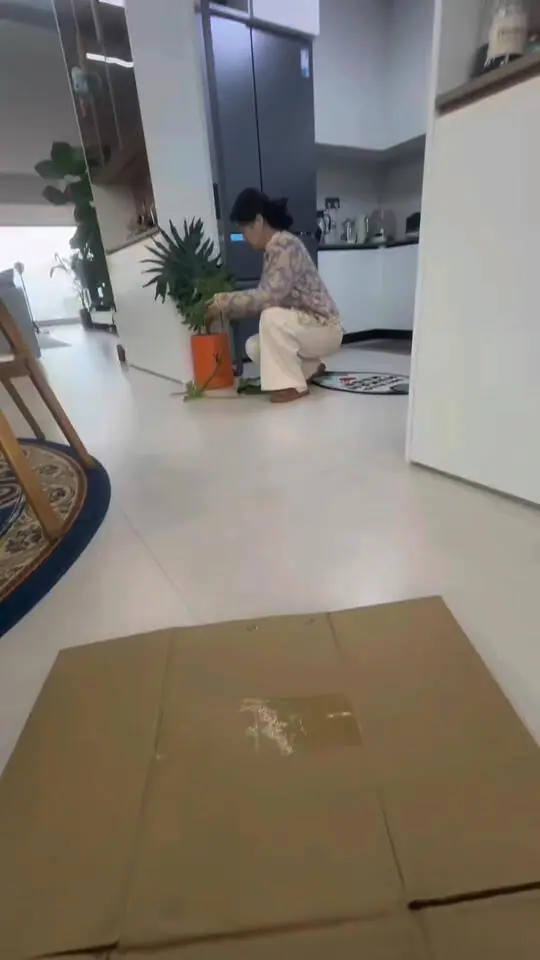 云吞它爹