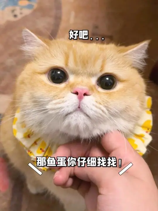 一只鱼蛋仔