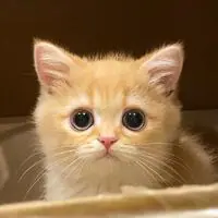 一只鱼蛋仔