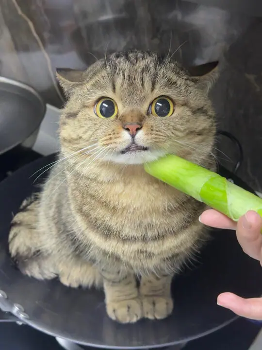 旖旖小虎