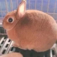 碳酸饮料拜拜