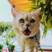 爱逛街的小阿咪