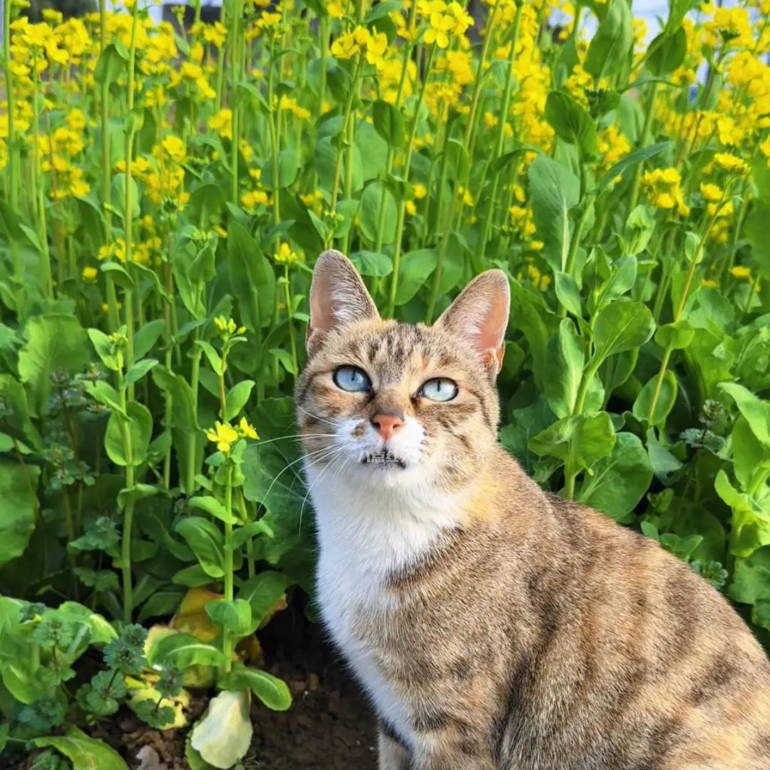 田园宝贝儿