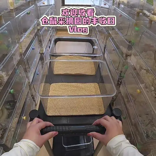 一只笨鼠