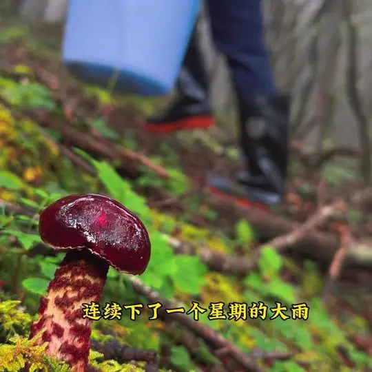 乡村小刚