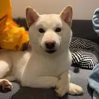 你的陈比方