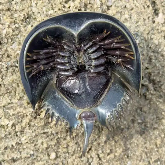 岛城豆浆