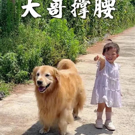 金毛路虎一家人