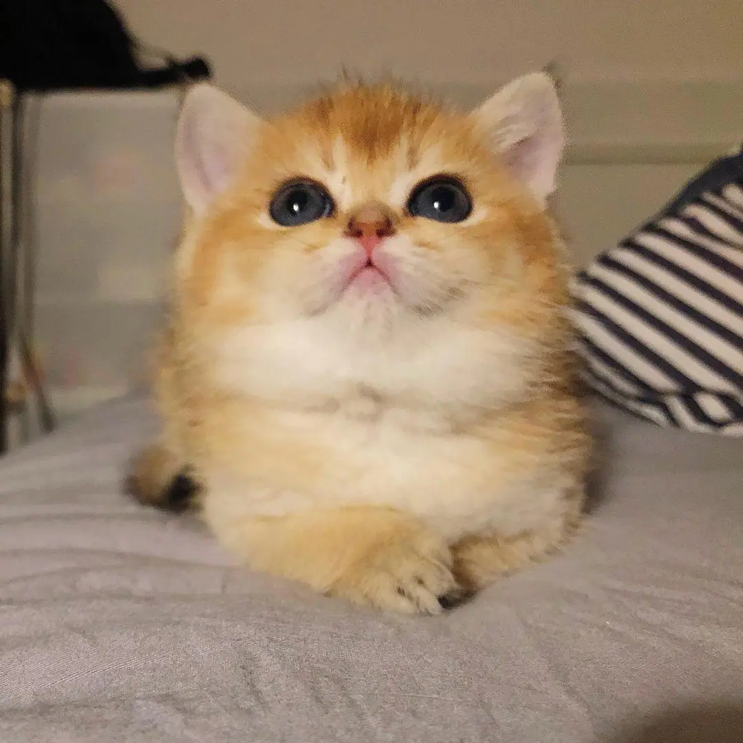 牛奶是只猫
