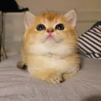牛奶是只猫