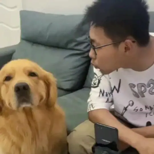 聪明旺豆豆