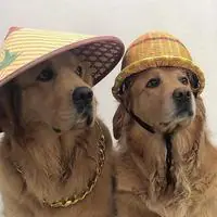 聪明旺豆豆