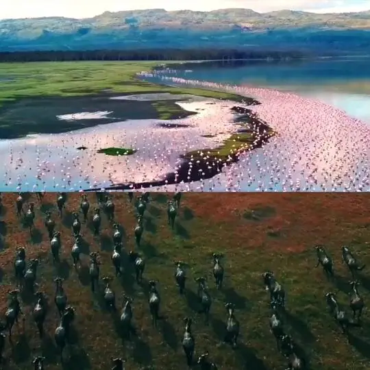 是橘宝呀