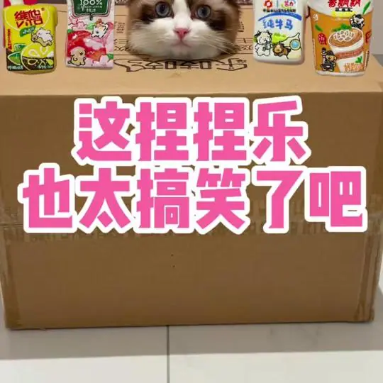 旺仔是三七分
